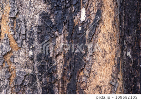 Closeup view of wooden tree trunk Closeup view of wooden tree trunk 109682105