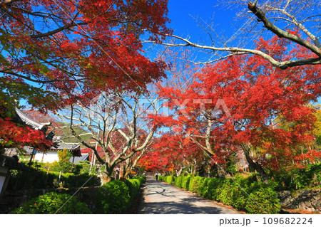 【滋賀県】晴天の西教寺の紅葉（もみじ参道） 109682224