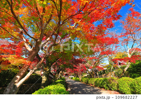【滋賀県】晴天の西教寺の紅葉（もみじ参道） 109682227