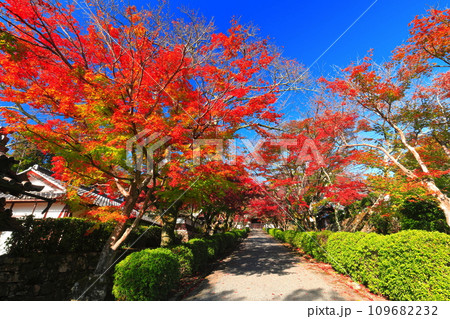 【滋賀県】晴天の西教寺の紅葉(もみじ参道) 【滋賀県】晴天の西教寺の紅葉(もみじ参道) 109682232