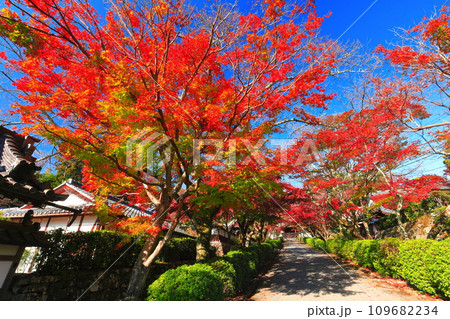 【滋賀県】晴天の西教寺の紅葉(もみじ参道) 【滋賀県】晴天の西教寺の紅葉(もみじ参道) 109682234