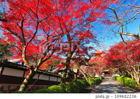 【滋賀県】晴天の西教寺の紅葉(もみじ参道) 【滋賀県】晴天の西教寺の紅葉(もみじ参道) 109682236