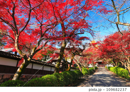 【滋賀県】晴天の西教寺の紅葉(もみじ参道) 【滋賀県】晴天の西教寺の紅葉(もみじ参道) 109682237