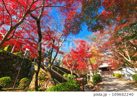 【滋賀県】晴天の西教寺の紅葉（もみじ参道） 109682240