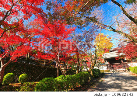 【滋賀県】晴天の西教寺の紅葉（もみじ参道） 109682242