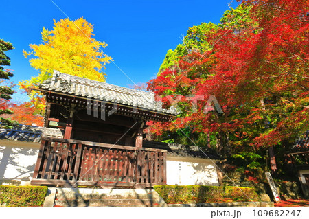 【滋賀県】晴天の西教寺の紅葉（勅使門） 109682247