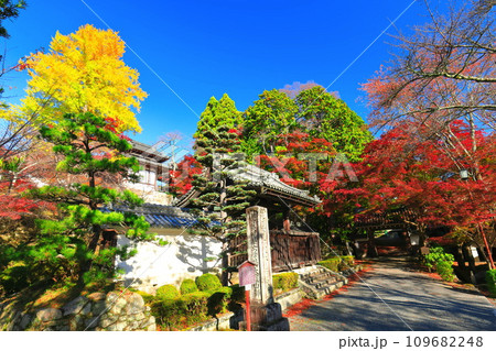 【滋賀県】晴天の西教寺の紅葉（勅使門） 109682248