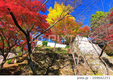 【滋賀県】晴天の西教寺の紅葉 109682251