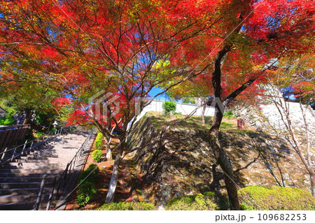 【滋賀県】晴天の西教寺の紅葉 109682253