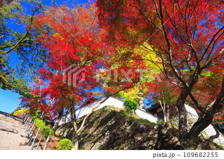 【滋賀県】晴天の西教寺の紅葉 109682255