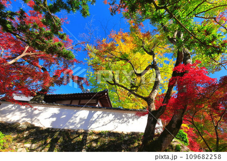 【滋賀県】晴天の西教寺の紅葉 109682258