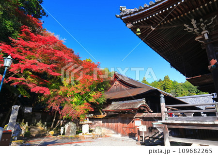 【滋賀県】晴天の西教寺の紅葉（客殿） 109682265