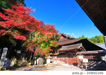 【滋賀県】晴天の西教寺の紅葉(客殿) 【滋賀県】晴天の西教寺の紅葉(客殿) 109682266