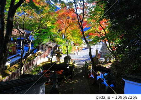 【滋賀県】晴天の西教寺の紅葉 109682268