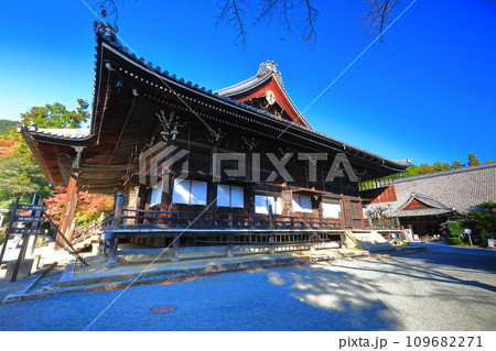【滋賀県】快晴の西教寺の本堂 109682271