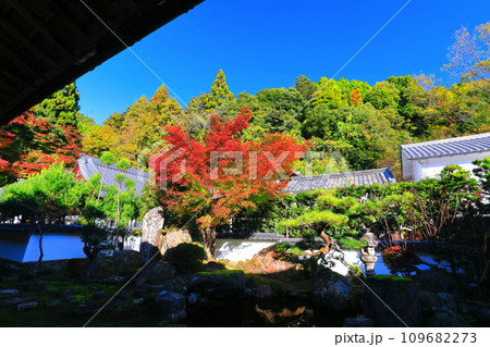 【滋賀県】晴天の西教寺の紅葉（書院） 109682273