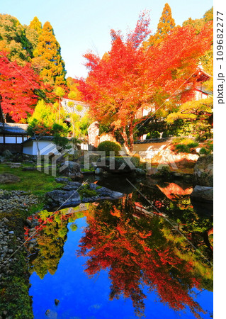 【滋賀県】晴天の西教寺の庭園の逆さ紅葉 【滋賀県】晴天の西教寺の庭園の逆さ紅葉 109682277