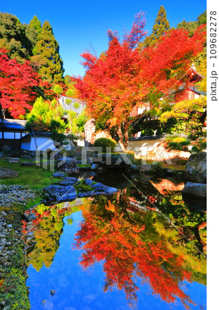 【滋賀県】晴天の西教寺の庭園の逆さ紅葉 【滋賀県】晴天の西教寺の庭園の逆さ紅葉 109682278