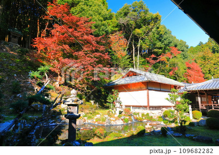 【滋賀県】晴天の西教寺の客殿庭園の紅葉 109682282