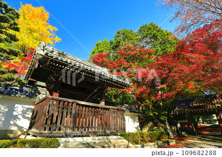 【滋賀県】晴天の西教寺の紅葉（勅使門） 109682288
