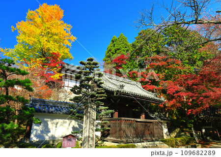 【滋賀県】晴天の西教寺の紅葉(勅使門) 【滋賀県】晴天の西教寺の紅葉(勅使門) 109682289
