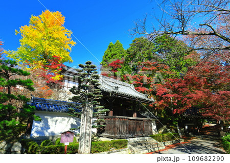 【滋賀県】晴天の西教寺の紅葉（勅使門） 109682290