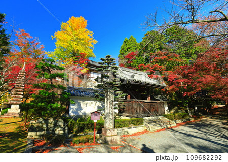 【滋賀県】晴天の西教寺の紅葉（勅使門） 109682292