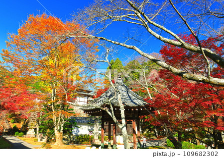 【滋賀県】晴天の西教寺の紅葉 【滋賀県】晴天の西教寺の紅葉 109682302