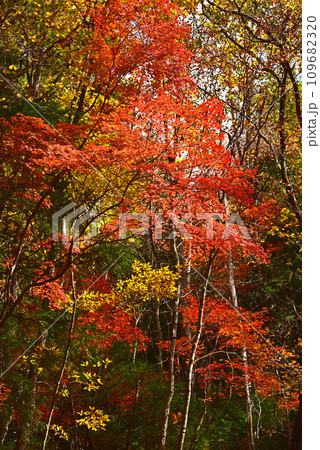 八ヶ岳の紅葉　森の息遣い 109682320