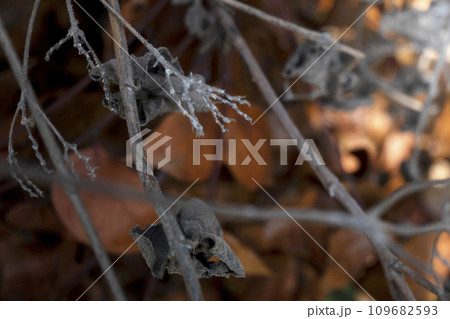 Dried twigs on the ground 109682593