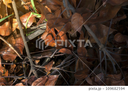 Dry leaves on the ground Dry leaves on the ground 109682594