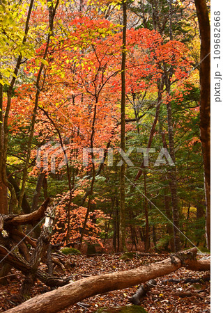 八ヶ岳の紅葉 森の息遣い 八ヶ岳の紅葉 森の息遣い 109682668