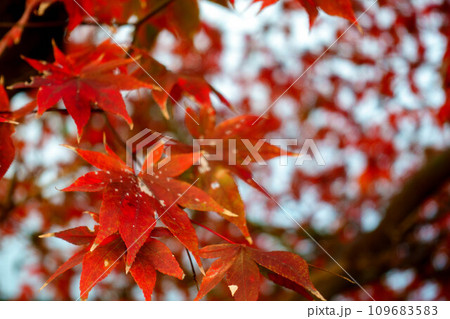 庭の真っ赤な紅葉 庭の真っ赤な紅葉 109683583