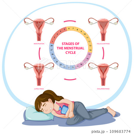 Stages of The Menstrual Cycle Stages of The Menstrual Cycle 109683774