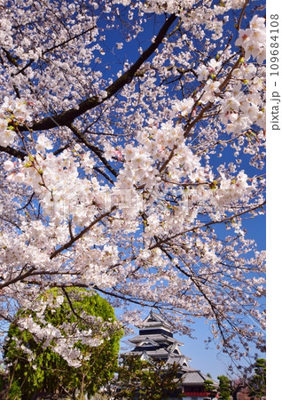 満開の桜につつまれる国宝 松本城 109684108