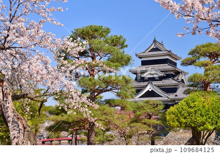 満開の桜につつまれる国宝 松本城 109684125