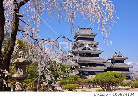 満開の桜につつまれる国宝 松本城 満開の桜につつまれる国宝 松本城 109684134