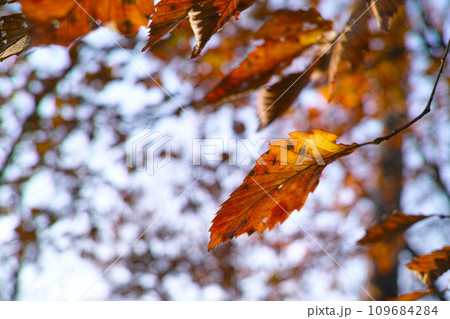 冬イメージ　　公園　散歩 109684284