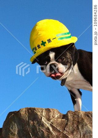 青空の下で黄色いヘルメットを被って可愛く見つめるボストンテリアのマイティ君♡ 109684286