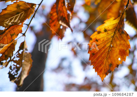 冬イメージ 公園 散歩 冬イメージ 公園 散歩 109684287