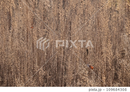 セイタカアワダチソウの枯れ草 109684308