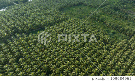 King coconut fruits grow on tree 109684963