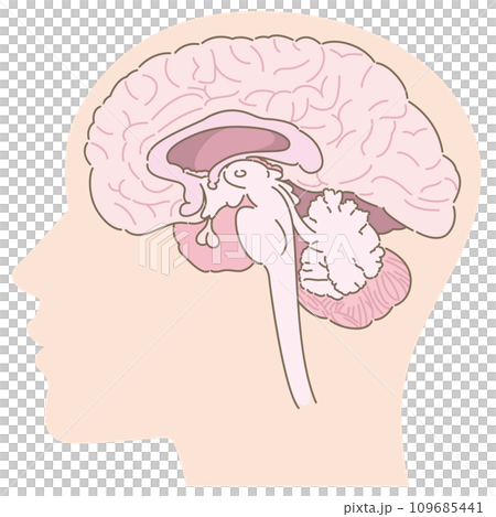 大腦的橫切面圖與頭部輪廓 109685441