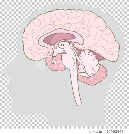 腦部橫斷面及頭部輪廓（灰色） 109685464