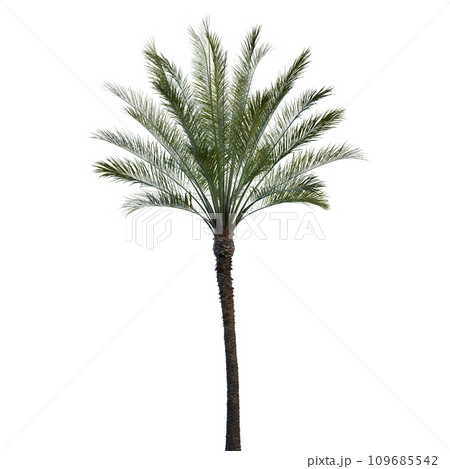 Isolated tree on a transparent background. Single tree isolated on a white background. Isolated tree on a transparent background. Single tree isolated on a white background. 109685542