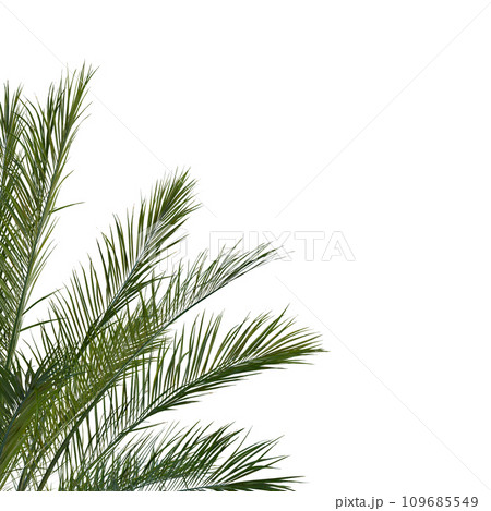 Isolated tree on a transparent background. Single tree isolated on a white background. 109685549