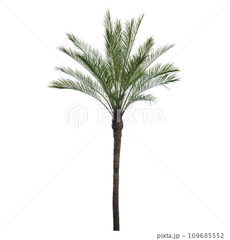 Isolated tree on a transparent background. Single tree isolated on a white background. 109685552