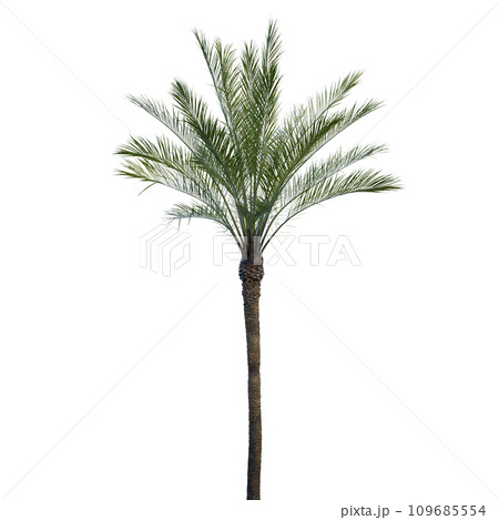 Isolated tree on a transparent background. Single tree isolated on a white background. 109685554