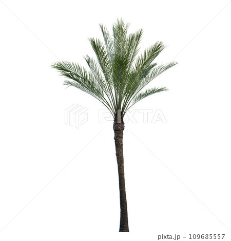 Isolated tree on a transparent background. Single tree isolated on a white background. Isolated tree on a transparent background. Single tree isolated on a white background. 109685557