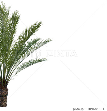 Isolated tree on a transparent background. Single tree isolated on a white background. Isolated tree on a transparent background. Single tree isolated on a white background. 109685561